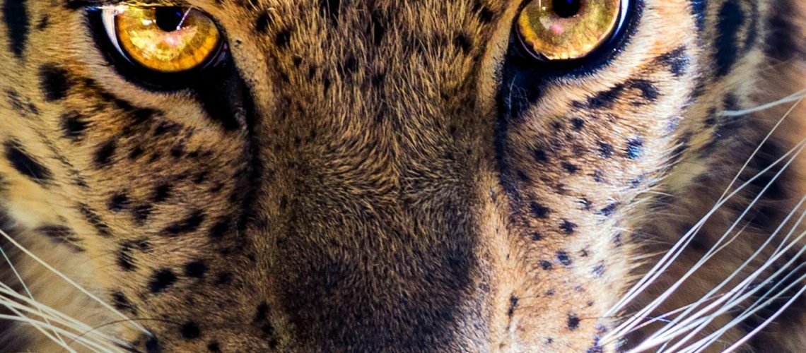 photo-1623645481161-0d8160281cbf